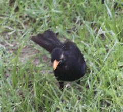 Turdus merula