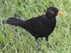 Turdus merula