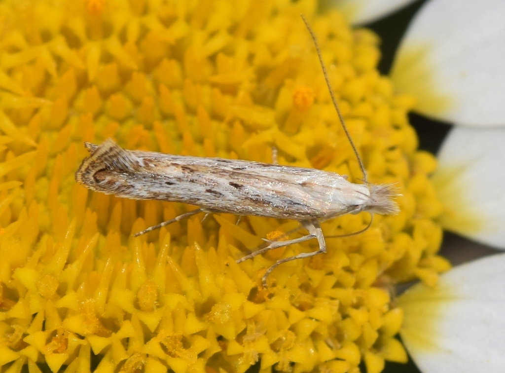 Isophrictis meridionella