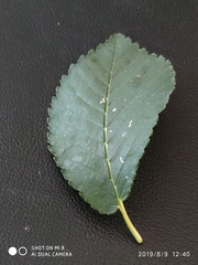 Ulmus pumila