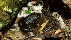 Leptodactylus syphax