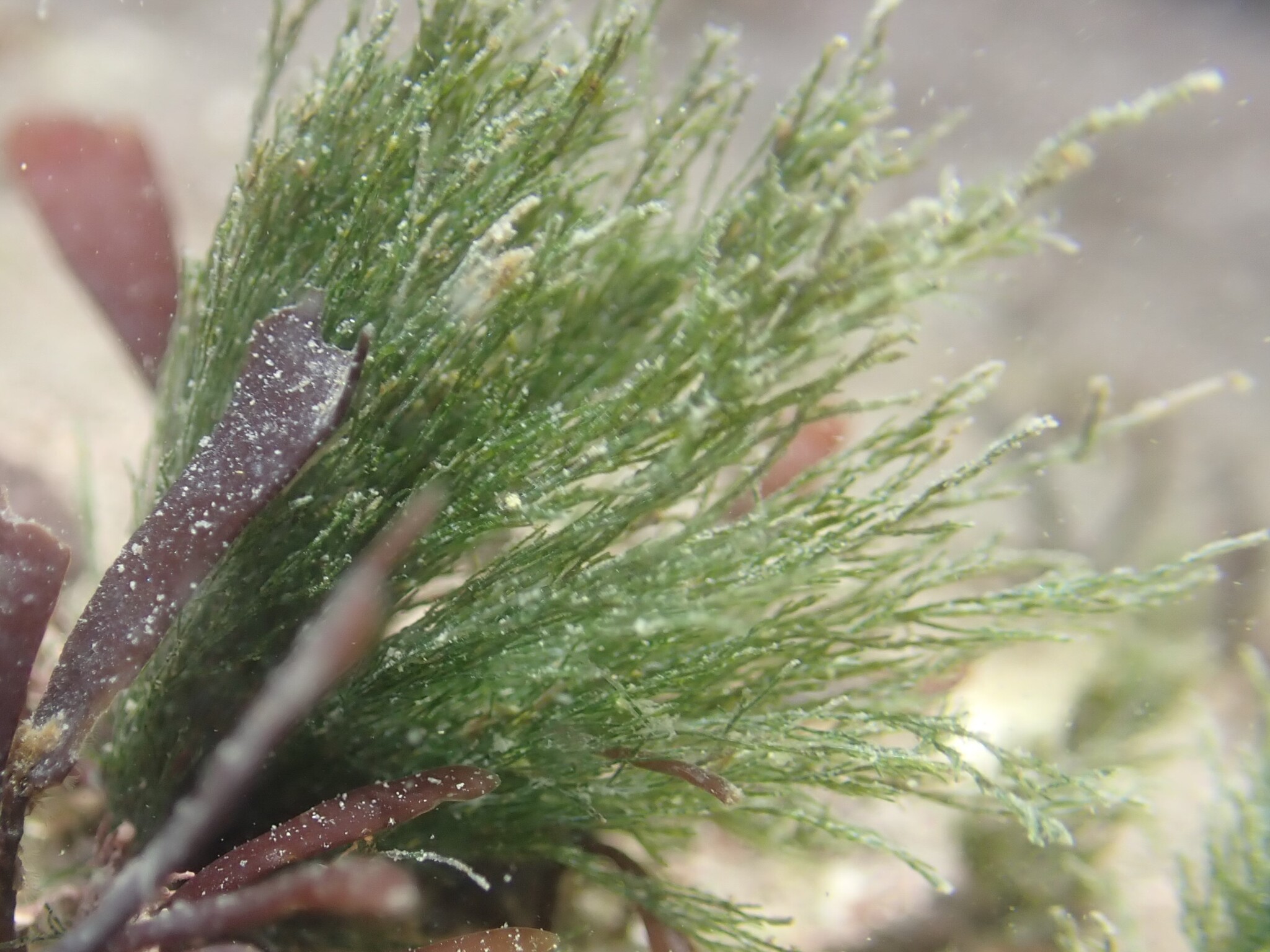 Rhizoclonium riparium