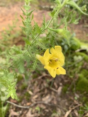 Aureolaria pectinata