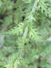 Aureolaria pectinata