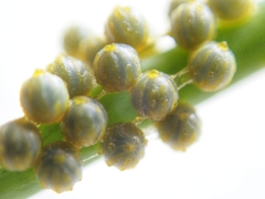 Battus polydamas