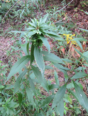 Procecidochares atra