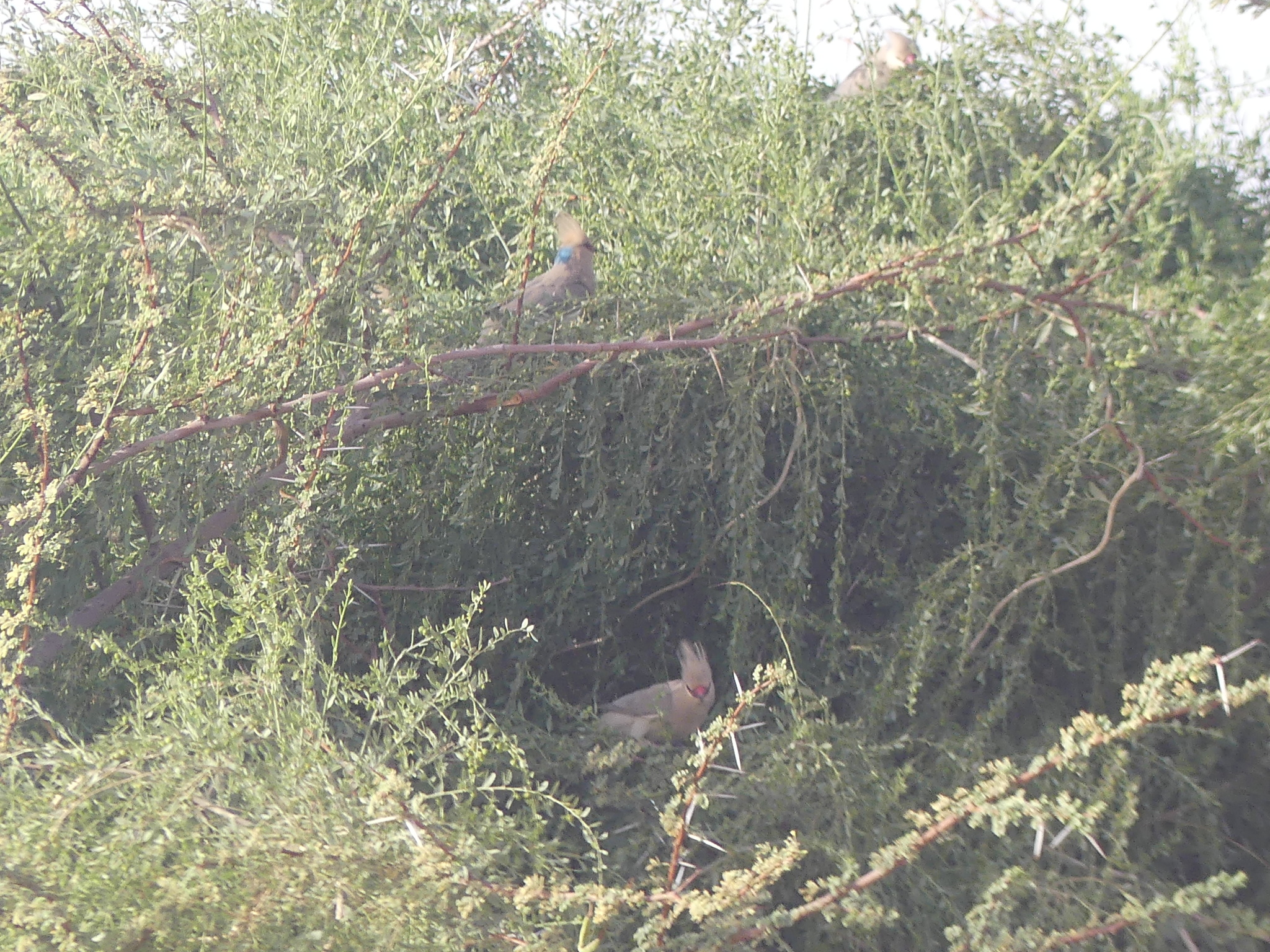 Blue-naped Mousebird (Urocolius macrourus), photo 7