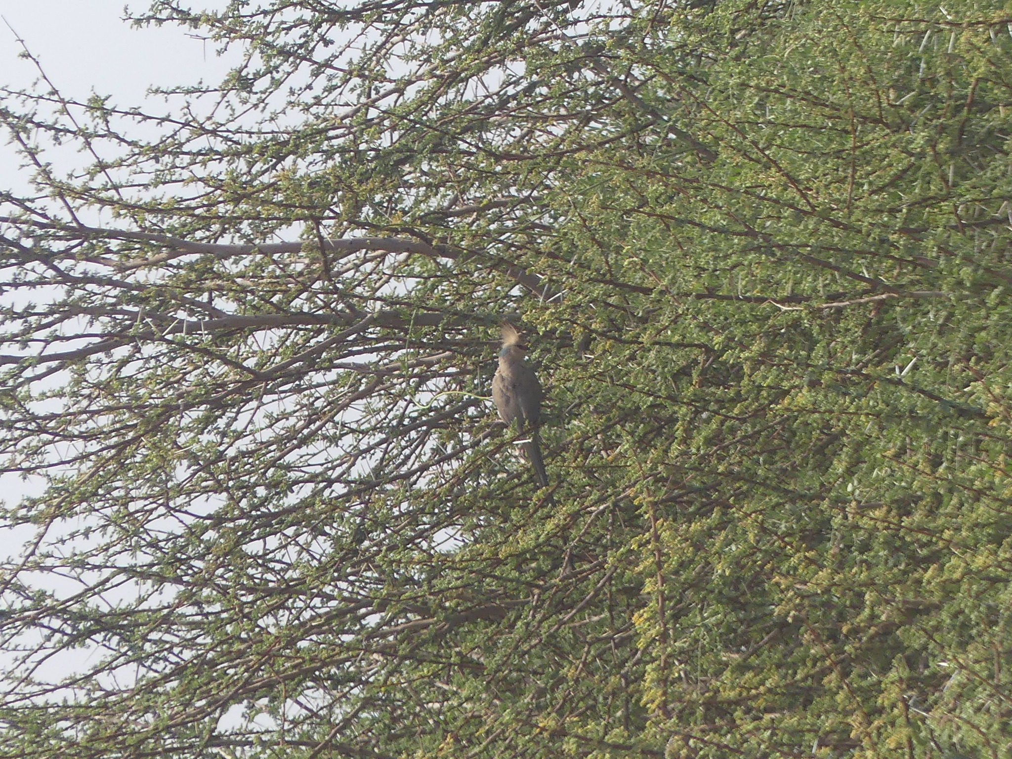 Blue-naped Mousebird (Urocolius macrourus), photo 5