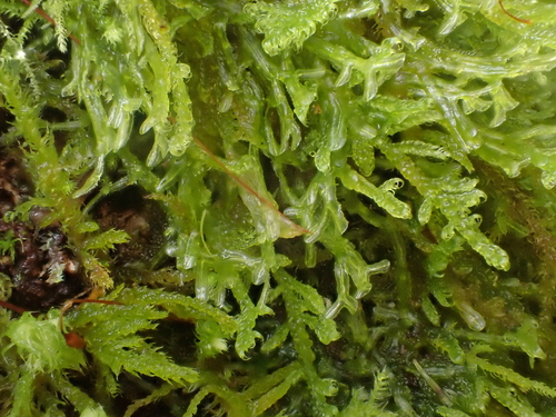 Image of Metzgeria conjugata by no rights reserved