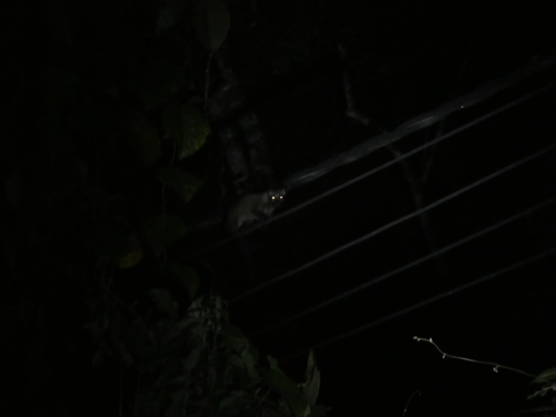 Philippine Palm Civet