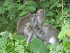 Crab-Eating Macaque photo 4
