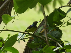 Anthreptes malacensis