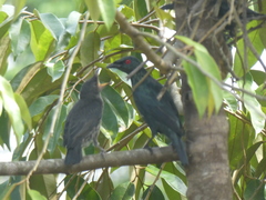 Aplonis panayensis