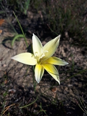 Gladiolus trichonemifolius