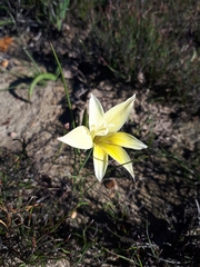 Gladiolus trichonemifolius