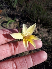 Gladiolus trichonemifolius