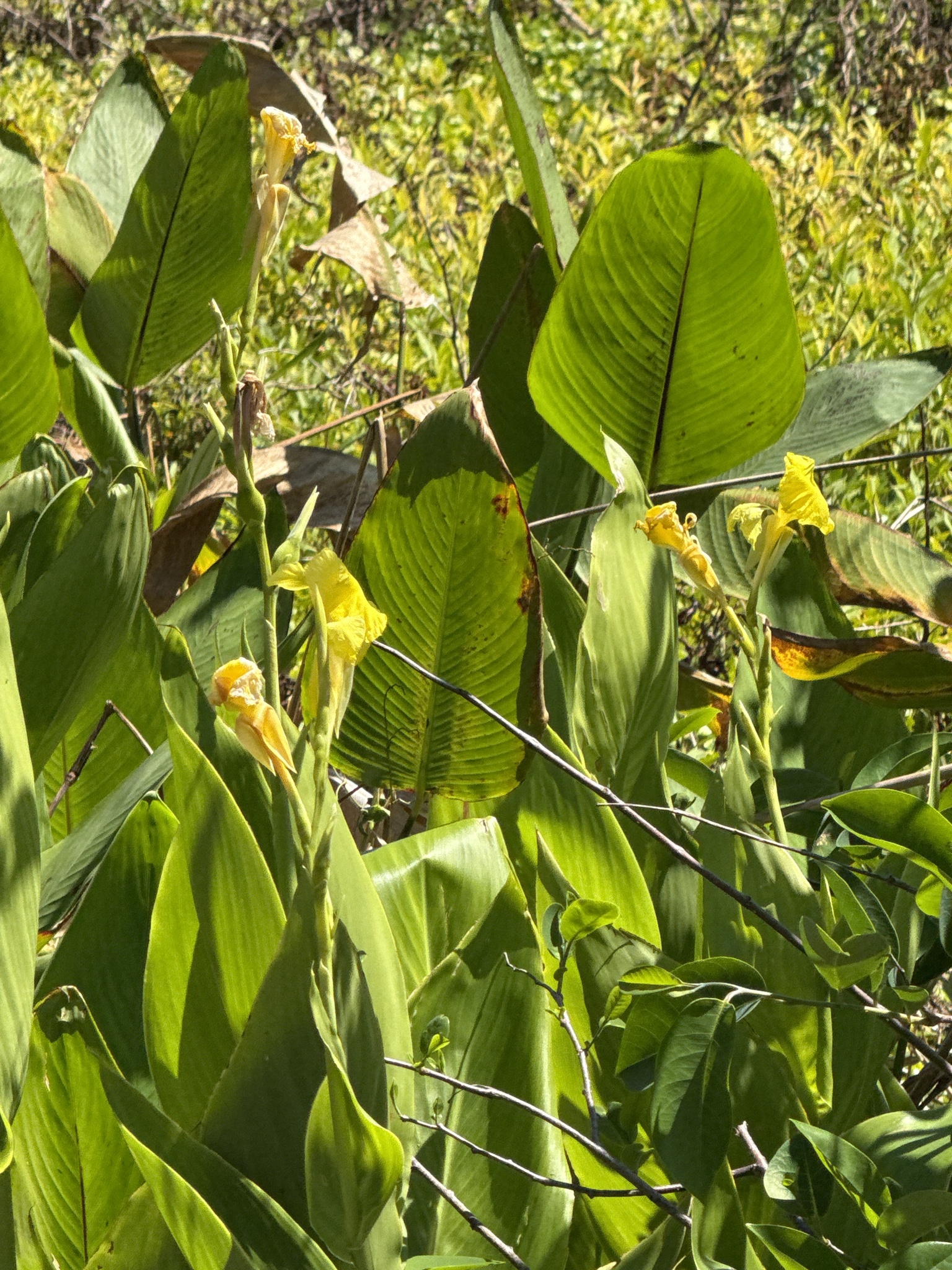 Imagem de Biri-amarelo