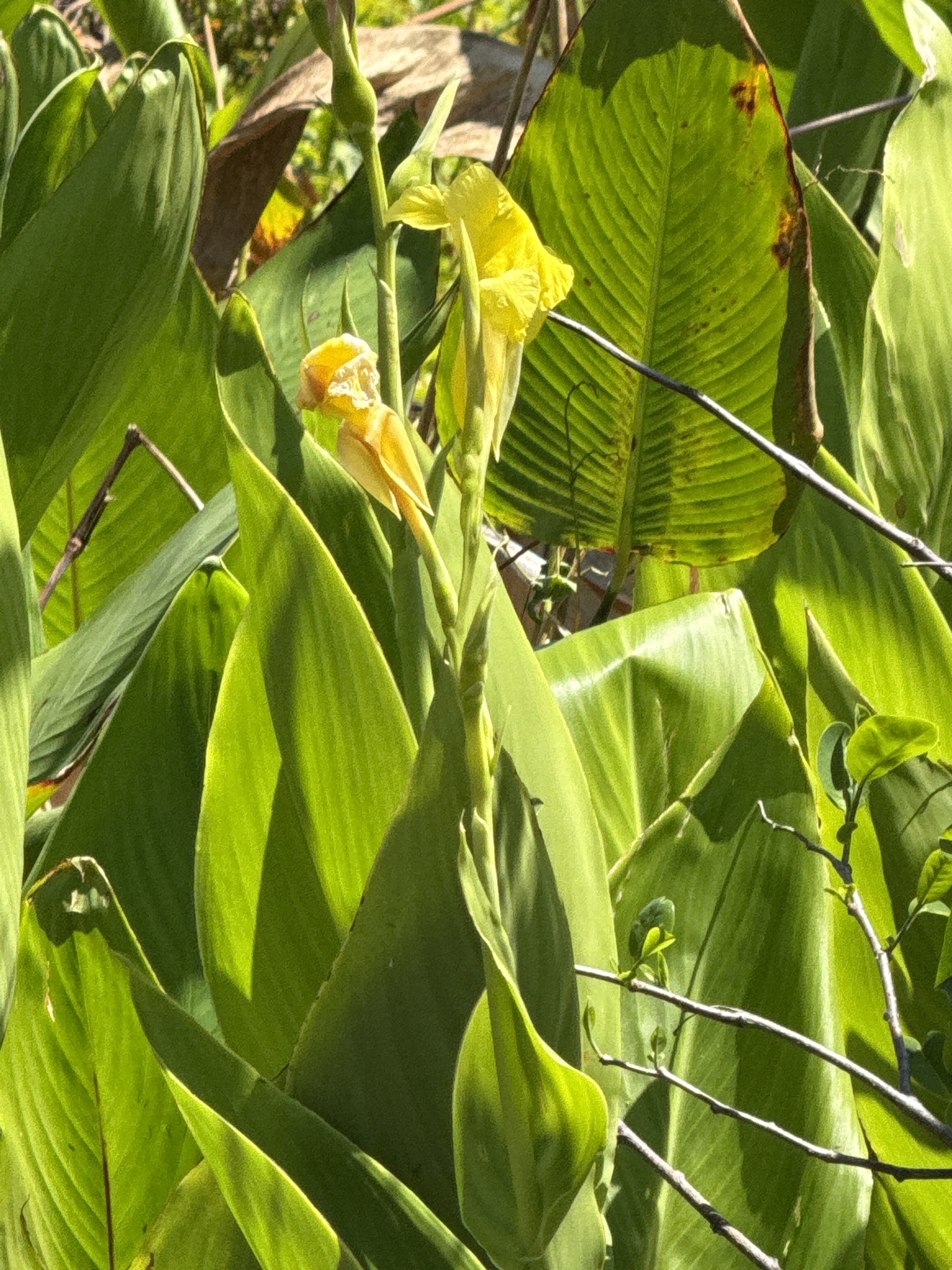 Imagem de Biri-amarelo