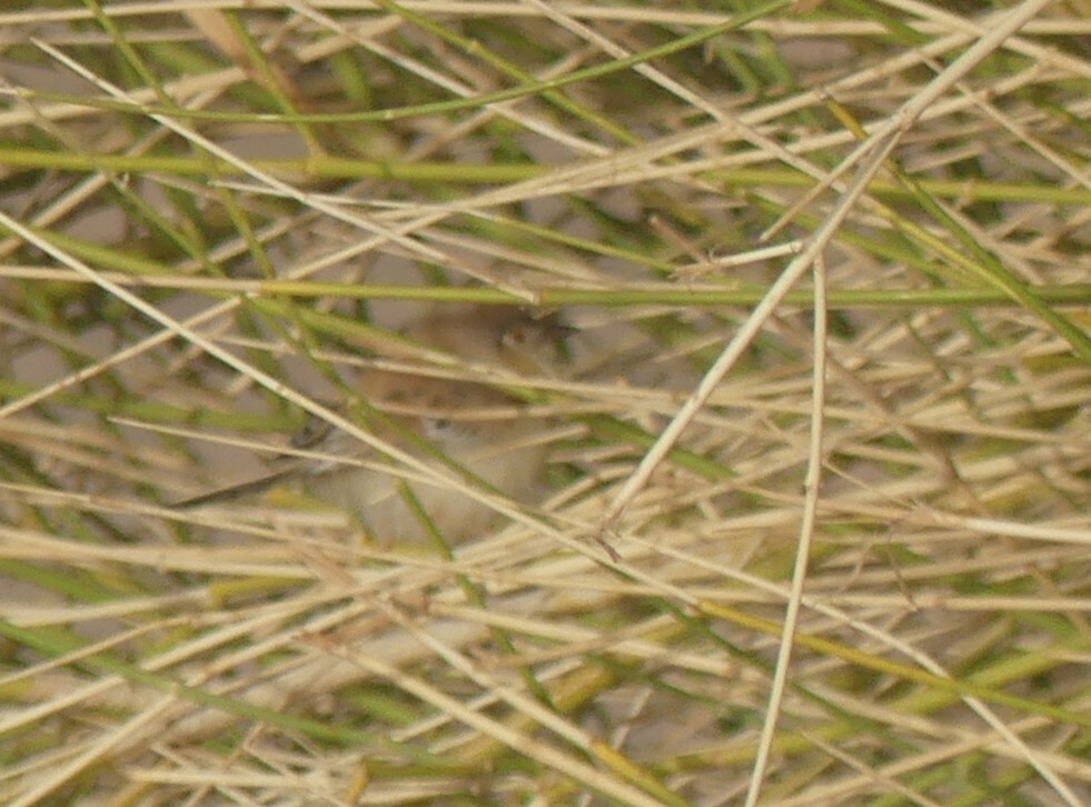 Cricket Warbler (Spiloptila clamans), photo 9