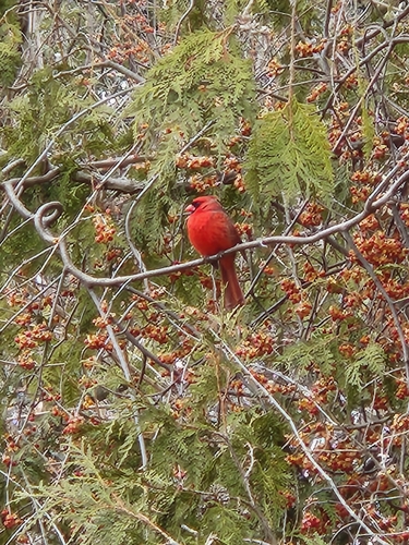 Northern Cardinal photographed in New York