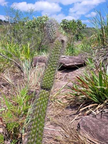 Arrojadoa luetzelburgii (Arrojadoa luetzelburgii)