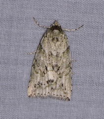 Calathusa basicunea