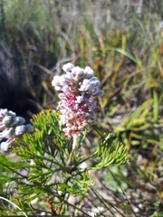 Paranomus abrotanifolius