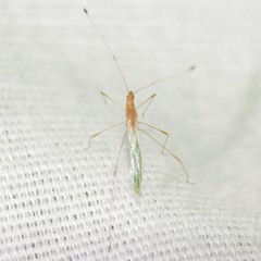 Metacanthus multispinus