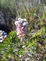 Paranomus abrotanifolius