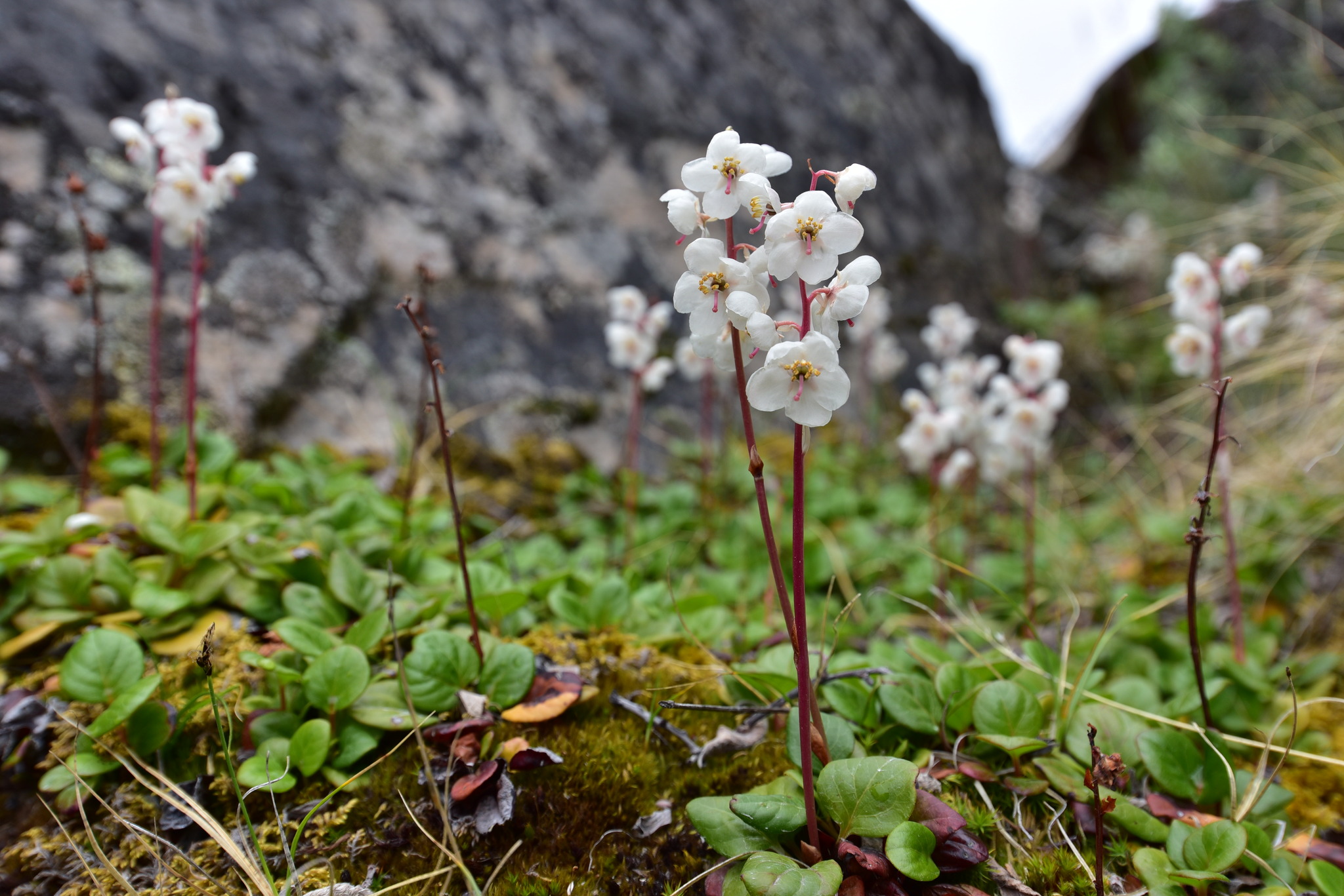 Pyrola grandiflora