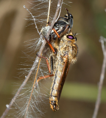 Echthistus rufinervis