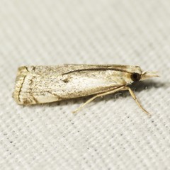 Microcrambus polingi