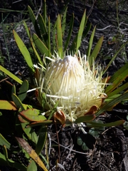 Protea aspera