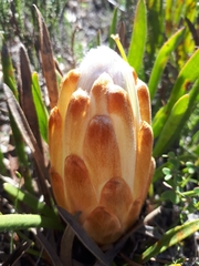 Protea aspera