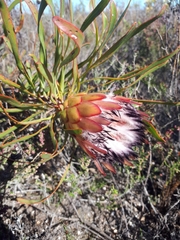 Protea pudens