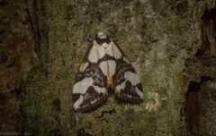 Thallarcha staurocola