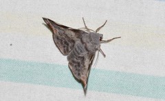 Oenochroma turneri