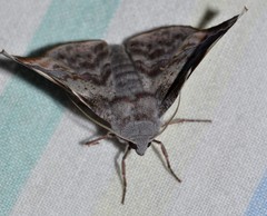 Oenochroma turneri