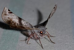 Oenochroma turneri