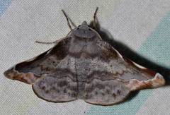 Oenochroma turneri