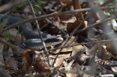 Coluber constrictor latrunculus