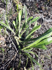 Echiostachys ecklonianus