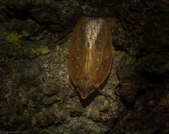 Anabunda murrayfletcheri