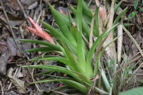 swamp fire (Tillandsia multicaulis)