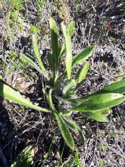 Echiostachys ecklonianus