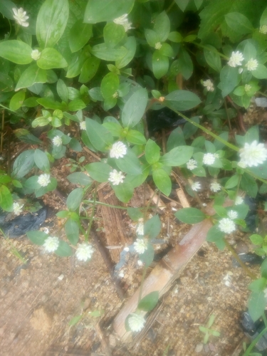 Gomphrena image