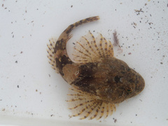 Taurulus bubalis