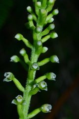 Goodyera procera