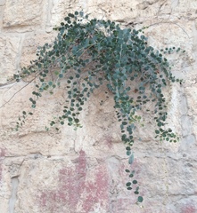 Capparis zoharyi