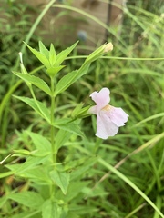 Mimulus
